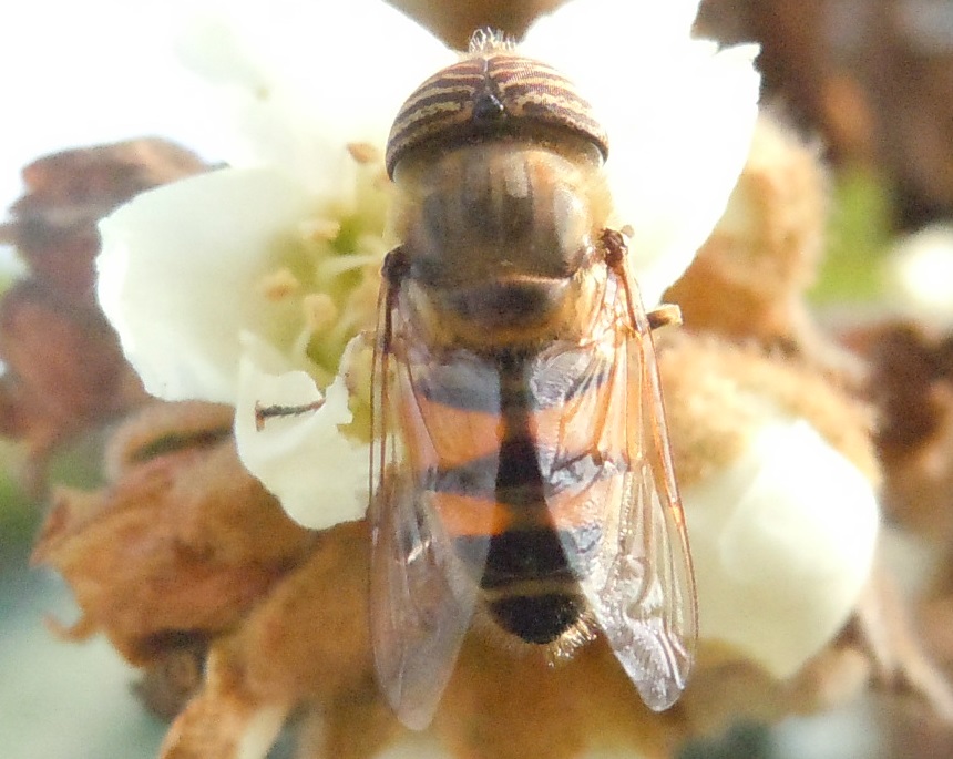 Eristalinus taeniops?